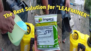 MIXING AND SPRAYING INSECTICIDES FOR LEAFMINER [upl. by Gnilrits]