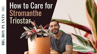 Stromanthe Triostar How to Grow and Care for the Tricolor Prayer Plant [upl. by Merilyn]