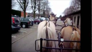 wandeling met paard en koets door stad sint truiden [upl. by Wylie228]