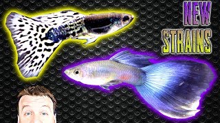 3 New Guppy Strains in the Fish Room  Tropical Fish Unboxing [upl. by Ecirtaemed]