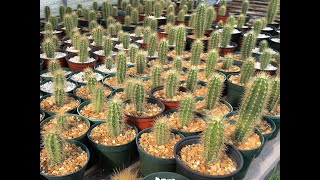 Piloscereus robinii Key tree cactus Big Pine Key Aug 2024 [upl. by Gnik]