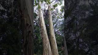 Two huge eucalyptus trees standing side by side in Botanical garden Ooty [upl. by Keeley]