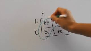 How to Interpret Pedigrees for AP Biology [upl. by Brok]