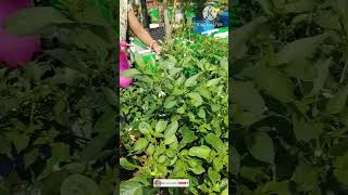 Home made pesticide for chilli plant youtubeshorts shorts organicfarming [upl. by Noraed256]