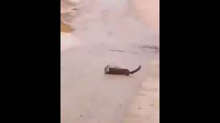 weasel killing a rat [upl. by Aicened]