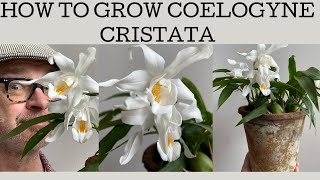 How to grow Coelogyne cristata this cool grower is a VERY easy to flower once you get you basics [upl. by Ursa]