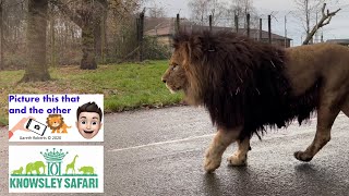 The Majestic Lion Pride of Knowsley Safari Park Lion King Version October 2020 [upl. by Belvia]