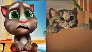 El GATO En La VIDA REAL Little Kitten My Favorite Cat Lindo Gatito [upl. by Petey]