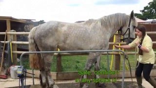 Shoeing heavy horses without stocks  draft horse shoeing and handling [upl. by Irovi]