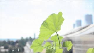 The Heliotropic SunTracking Movements of The Cornish Mallow [upl. by Anelaj62]