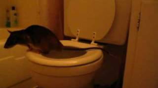 Emins pouched rat toilet trained Matisse [upl. by Calise]