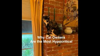 Why Cat 🐈‍⬛ Owners Are The Most Hypocritical cats shorts [upl. by Mellicent871]