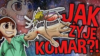 JAK ŻYJE KOMAR [upl. by Adnofal]