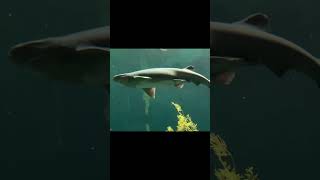 Video clip monterey bay aquarium October 21 2024 [upl. by Beaulieu]