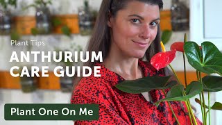 Ultimate ANTHURIUM Flamingo Flower Care Guide — Ep 195 [upl. by Beffrey]