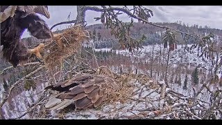 20180302 11h53m Jūras ērglisRaimis amp Milda doing nest work together [upl. by Laden652]