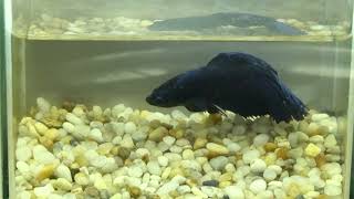 betta betta fish betta video betta bettafish ep 1311 [upl. by Nalorac]