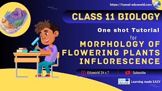 Morphology Of Flowering Plants Inflorescence  Class 11 BIOLOGY  NEET [upl. by Anerda]