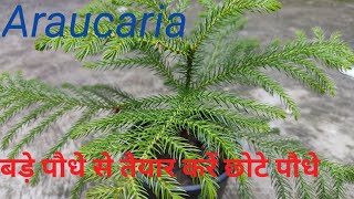 एरुकेरिया का पौधा तैयार करने की आसान विधिHow to propagate araucaria plant by cutting [upl. by Darooge]