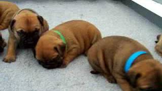 Bullmastiff puppies [upl. by Ronym52]