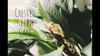 Crested Gecko Care [upl. by Schreck265]