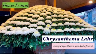 Chrysanthema Lahr 2024🇩🇪🌺 [upl. by Yevrah]