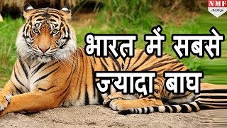 World में सबसे ज्यादा Tiger India में 100 सालों में बढ़ी तादाद [upl. by Cairns842]