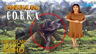 Kapuso Mo Jessica Soho DAMBUHALANG COBRA SINLAKI NG PUNO NG BUKO  kmjs  kmjs latest episode [upl. by Ellehcit915]