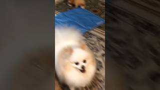 Hilarious Pomeranian Barks and Runs Compilation [upl. by Kyl304]