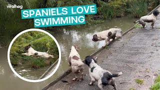 Family of Springer Spaniels Roam Free  ViralHog [upl. by Markiv]