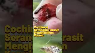 Cochineal serangga parasit menghasilkan karmin [upl. by Edin]