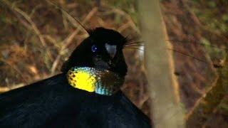 Birds of Paradise Paradiesvögel Burung Cendrawasih Papua Indonesia [upl. by Dearr]