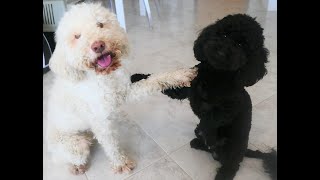 LAGOTTO VS quotBARBONCINOquotCHI E PIU BRAVO [upl. by Cully]