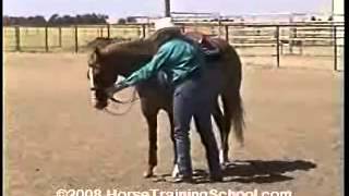 Horse Training Turn On Haunches Ground Work Turn On Hindquarters [upl. by Allianora]