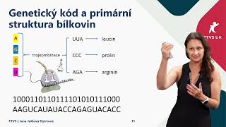 Centrální dogma  nukleové kyseliny a proteosyntéza krátké video [upl. by Hafirahs]