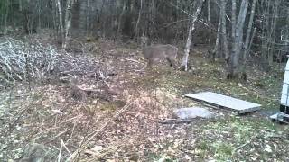 Trying to hand feed a rabid deer on steroids [upl. by Neicul]