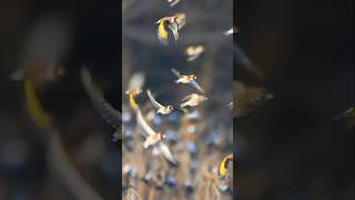 goldfinches in winter natgeo birds wildlife goldfinch [upl. by Scales]