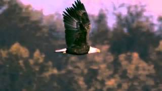 Slow motion reference of a bald eagle flight cycle from a side view [upl. by Neelrac]