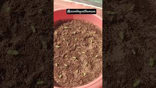 Mesembryanthemum flower seeds germinated garden happiness trending youtubeshorts himachal [upl. by Eniamahs]