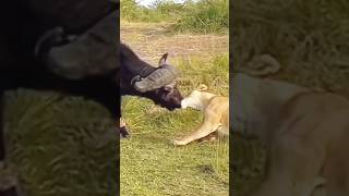 INSANE CloseUp Lion vs Buffalo Battle shorts viral [upl. by Tihor]