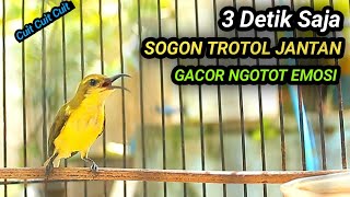 CUITAN SOGON BETINA GACOR MEMANGGIL JANTAN NAIKAN SOGON TROTOL GACOR SEKETIKA DENGAR INI GACORDOR [upl. by Cacilie]