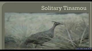 Solitary Tinamou [upl. by Kelam]