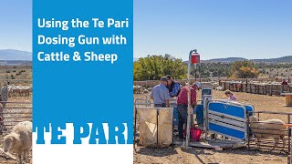 Using the Te Pari Dosing Gun for Cattle amp Sheep [upl. by Aihseuqram]