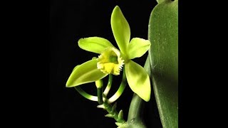 TOP 9 ORQUÍDEAS CON LOS MEJORES AROMAS [upl. by Annawd]