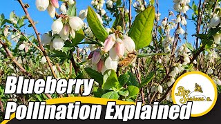 Floridas Blueberry Pollination EXPLAINED  Bee Serious LLC [upl. by Meldoh]