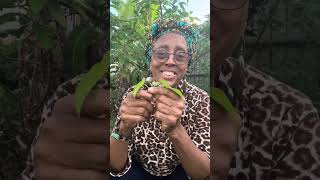 Our Gambian Food Forest From My Galveston Garden  How To Start One [upl. by Neeli]