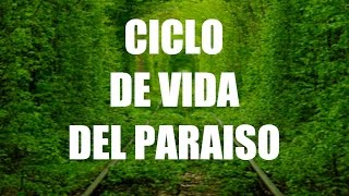 Ciclo de vida de espermatófitas de interés agronómico Paraíso Melia azedarach [upl. by Tremml]