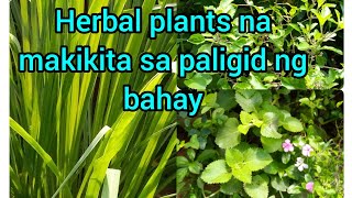 Halamang gamot na matatagpuan sa paligid ng bahay different kinds of herbal plants [upl. by Kara]