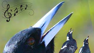 Captivating Collaboration Australian Magpies Harmonizing singing birds magpies [upl. by Geminius924]