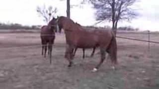 Amador Chestnut Spanish Andalusian Stallion [upl. by Heim]